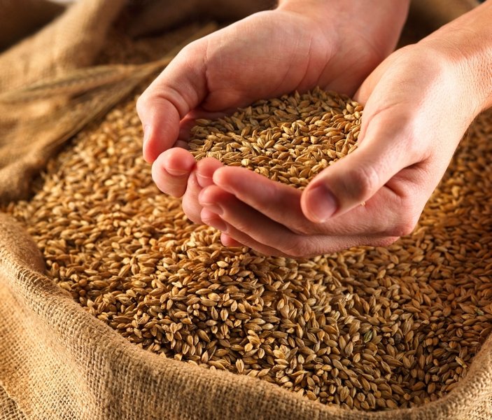 Минсельхоз России: в стране собрано 57,9 млн тонн зерна, что на 28,7 процентов больше, чем в прошлом году