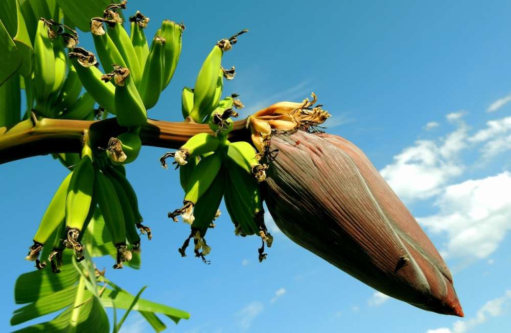 Колумбия планирует увеличить экспорт бананов, несмотря на угрозу фузариоза