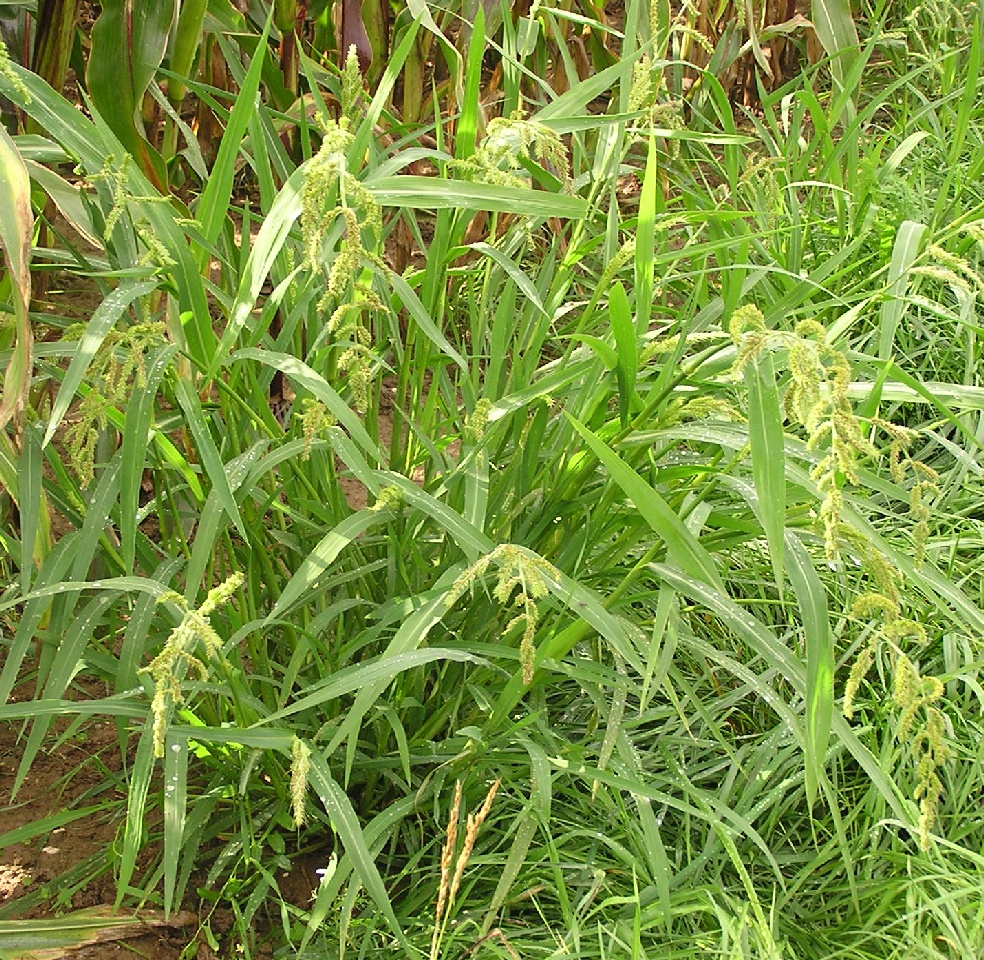 Сорняки кукурузы — полевые опыты с гербицидами