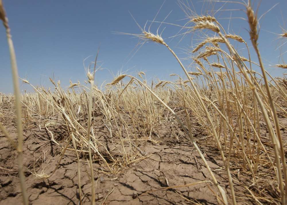 Калмыкия получит более 560 млн рублей на поддержку пострадавших от засухи аграриев