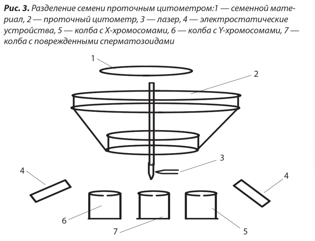 3. Разделение семени проточным цитометром.png