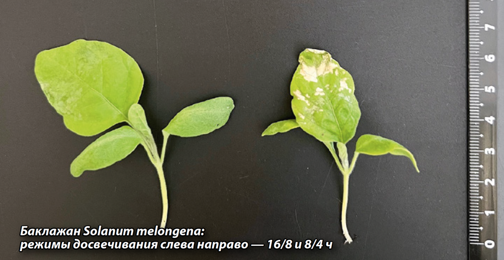 Баклажан Solanum melongena.png Баклажан Solanum melongena.png